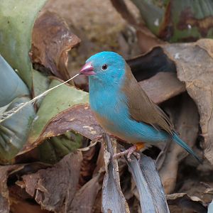Wild Life Trek - Life in the Desert - Walk-through Aviary Room - Blue-capped Cordon Bleu