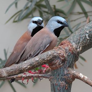 Wild Life Trek - Life in the Desert - Walk-through Aviary Room - Parson Finch