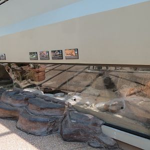 Wild Life Trek - Life in the Desert - Walk-through Aviary Room - Reptile Exhibits