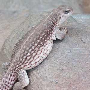 Wild Life Trek - Life in the Desert - Desert Iguana