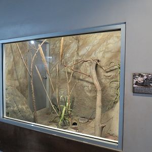 Wild Life Trek - Life in the Cold - Long-tailed Chinchilla Exhibit