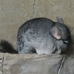 Wild Life Trek - Life in the Cold - Long-tailed Chinchilla Exhibit