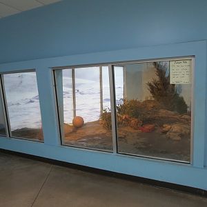 Wild Life Trek - Life in the Cold - Arctic Fox Exhibit