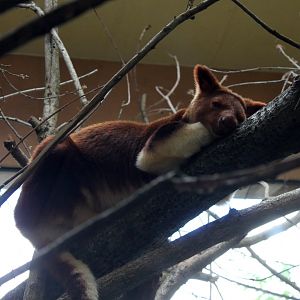 Goodfellow's Tree Kangaroo
