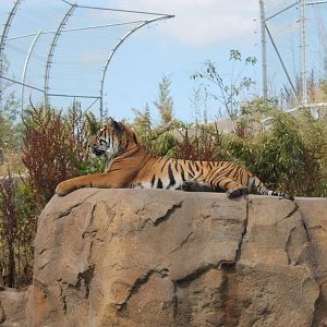 Tiger on Rock