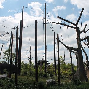 View of Orangutan enclosure