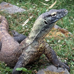 Komodo Dragon