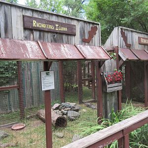 Rhinoceros Iguana Exhibit #1