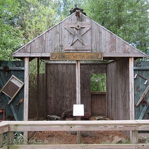 Rhinoceros Iguana Exhibit #2