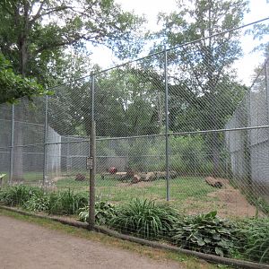 African Lion Exhibit