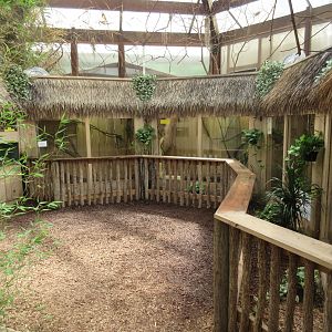 The Rainforest Experience