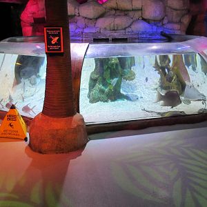 Stingrays and Sharks