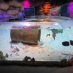 Stingrays and Sharks