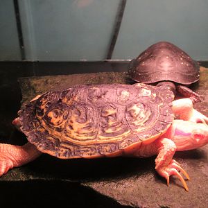 Red-eared Slider (albino)