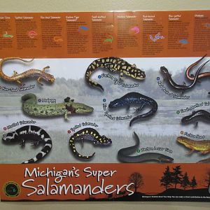 Michigan Salamander Poster