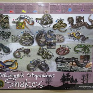 Michigan Snake Poster