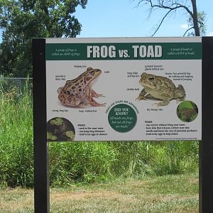 Frog vs. Toad Sign