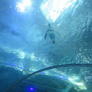 Polk Penguin Conservation Center - King Penguin