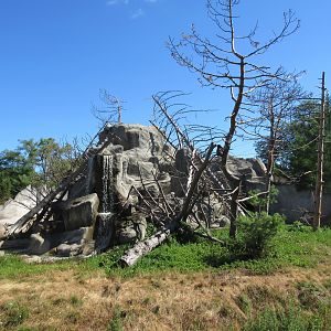 Japanese Macaque Exhibit