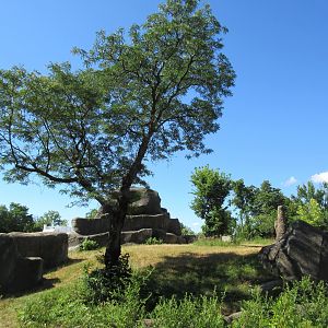 Great Apes of Harambee