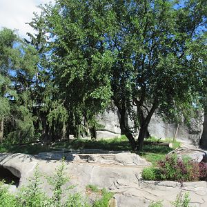 Amur Tiger Exhibit