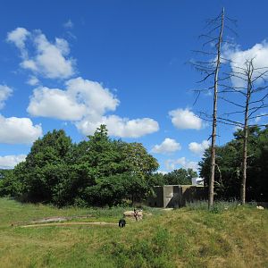 Great Apes of Harambee - Chimpanzees