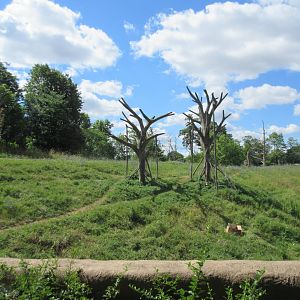 Great Apes of Harambee (Gorillas + Chimps)