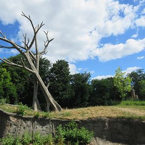 Great Apes of Harambee (Gorillas + Chimps)