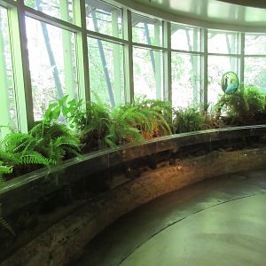 National Amphibian Conservation Center - Michigan Stream
