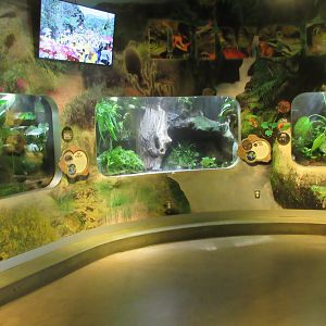 National Amphibian Conservation Center