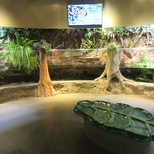 Japanese Giant Salamander Exhibit (current exhibit)