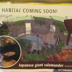 Japanese Giant Salamander Exhibit - New in 2018