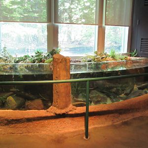 African Clawed Frog + African Lungfish Exhibits