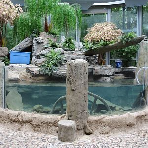 Japanese Giant Salamander Exhibit - New in 2018