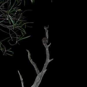 Red-tailed Phascogale (Phascogale calura)