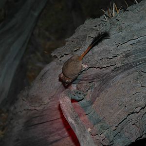 Red-tailed Phascogale (Phascogale calura)