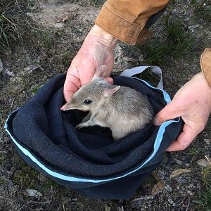 Western Barred Bandicoot (Perameles bougainville)