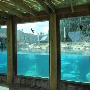 Grey Seal/Harbour Seal Exhibit