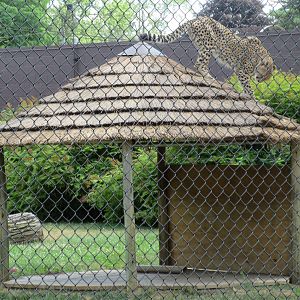 Cheetah on the roof!