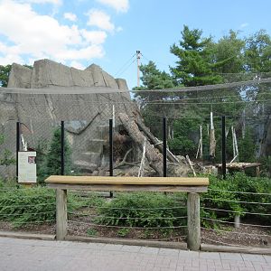 Cougar Exhibit