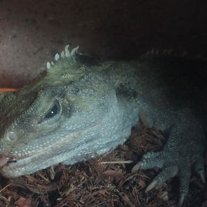 Tuatara