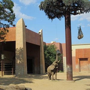 Tembo Trail - African Elephant Exhibit
