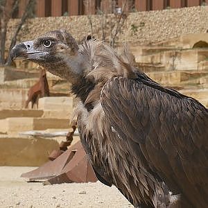 Paul & Lynsey's Zoo Tour #71 Bioparc Doué la Fontaine - YouTube