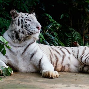 White tiger
