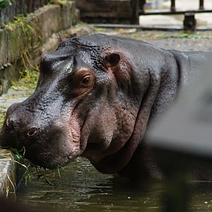 Hippo