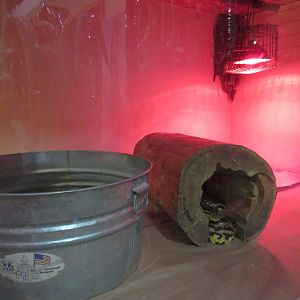 Yellow Anaconda Exhibit - Yikes!