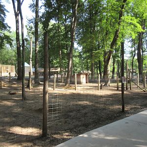 Red Kangaroo Exhibit
