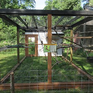 Oriental Pied Hornbill Exhibit