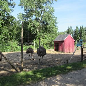 Ostrich Exhibit