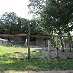 Reticulated Giraffe/Alpaca Exhibit